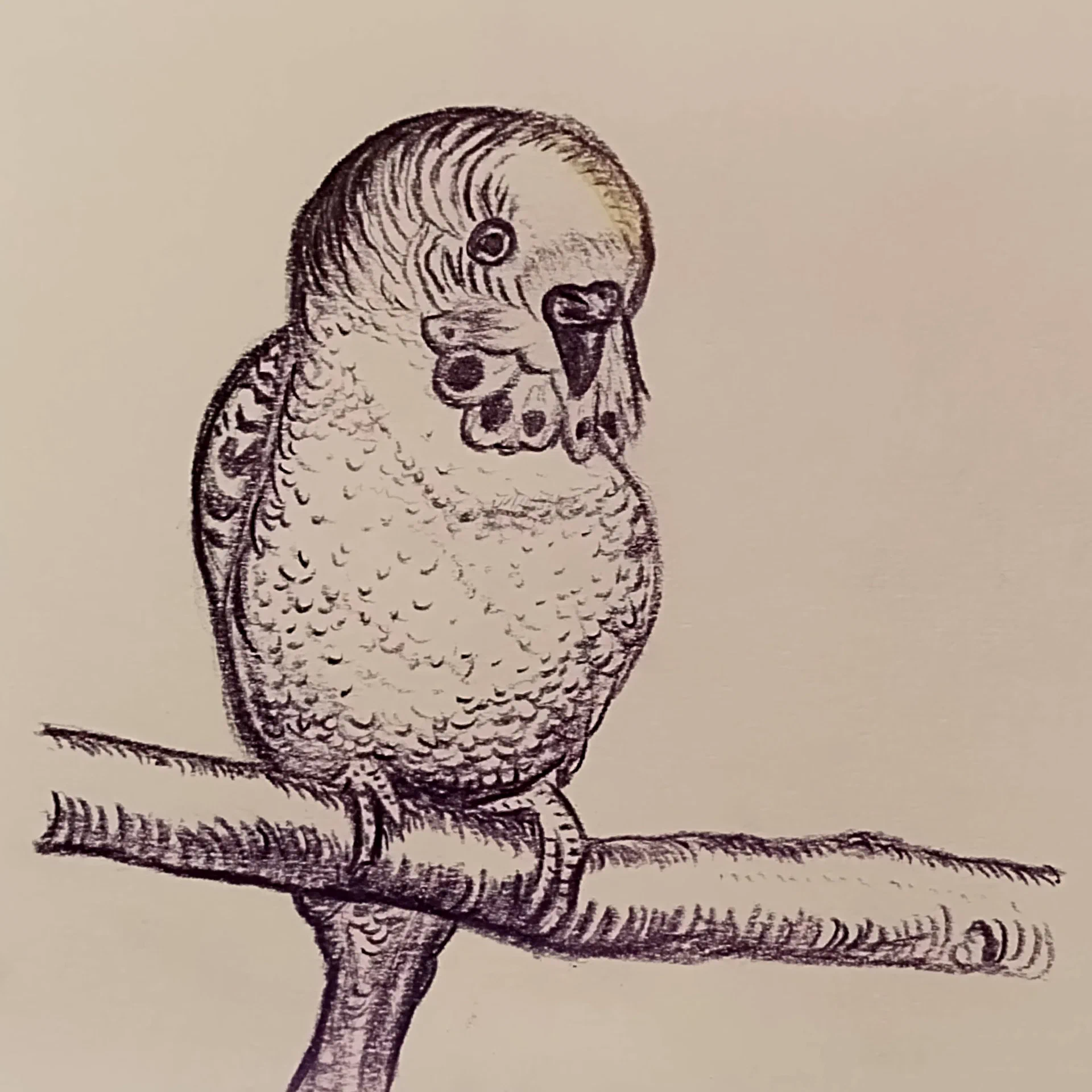 Budgie