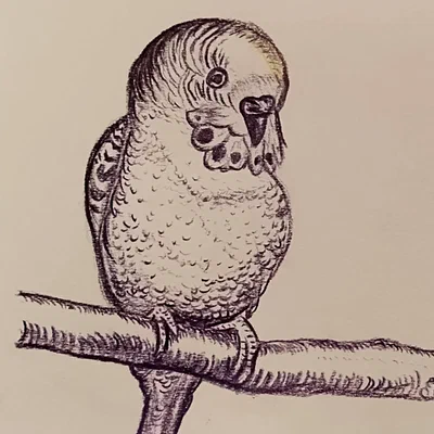 Budgie