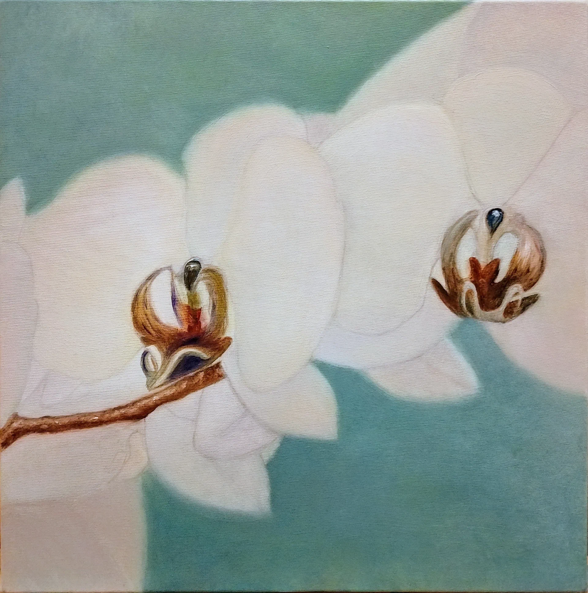 Orchid