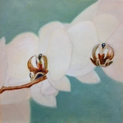 Orchid