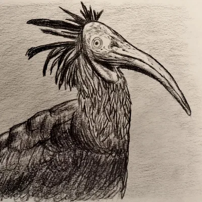 Waldrapp