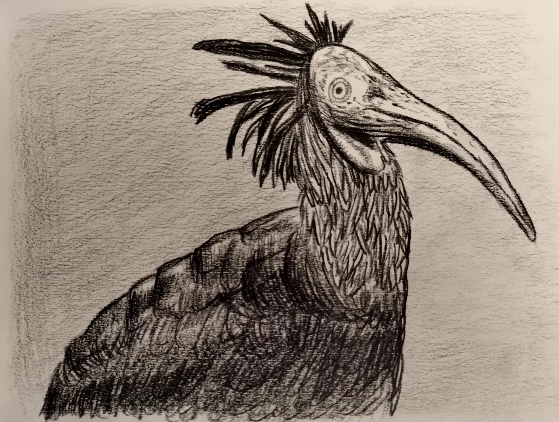 Waldrapp